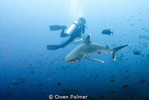 "Silvertip"
Silvertip Shark
Socorro Island, Mexico
Pan... by Owen Palmer 